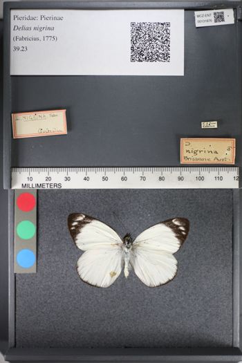 Media type: image;   Entomology 131876